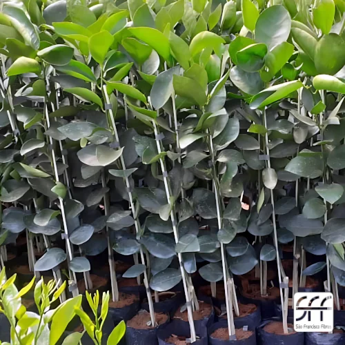 Varetas de fibra vão além da sua plantação, quer ver?