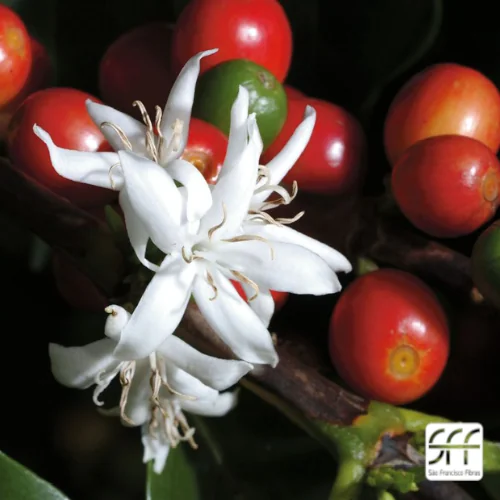 Florada do café: entenda o que ocorre com sua plantação na primavera