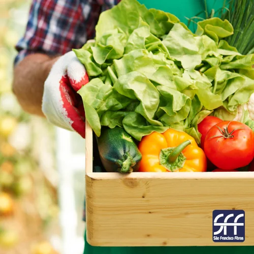 Olericultura: tudo o que você precisa saber sobre o tema!